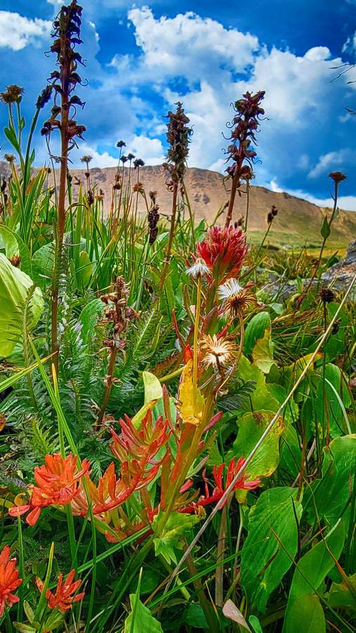 Herman Lake Bouquet